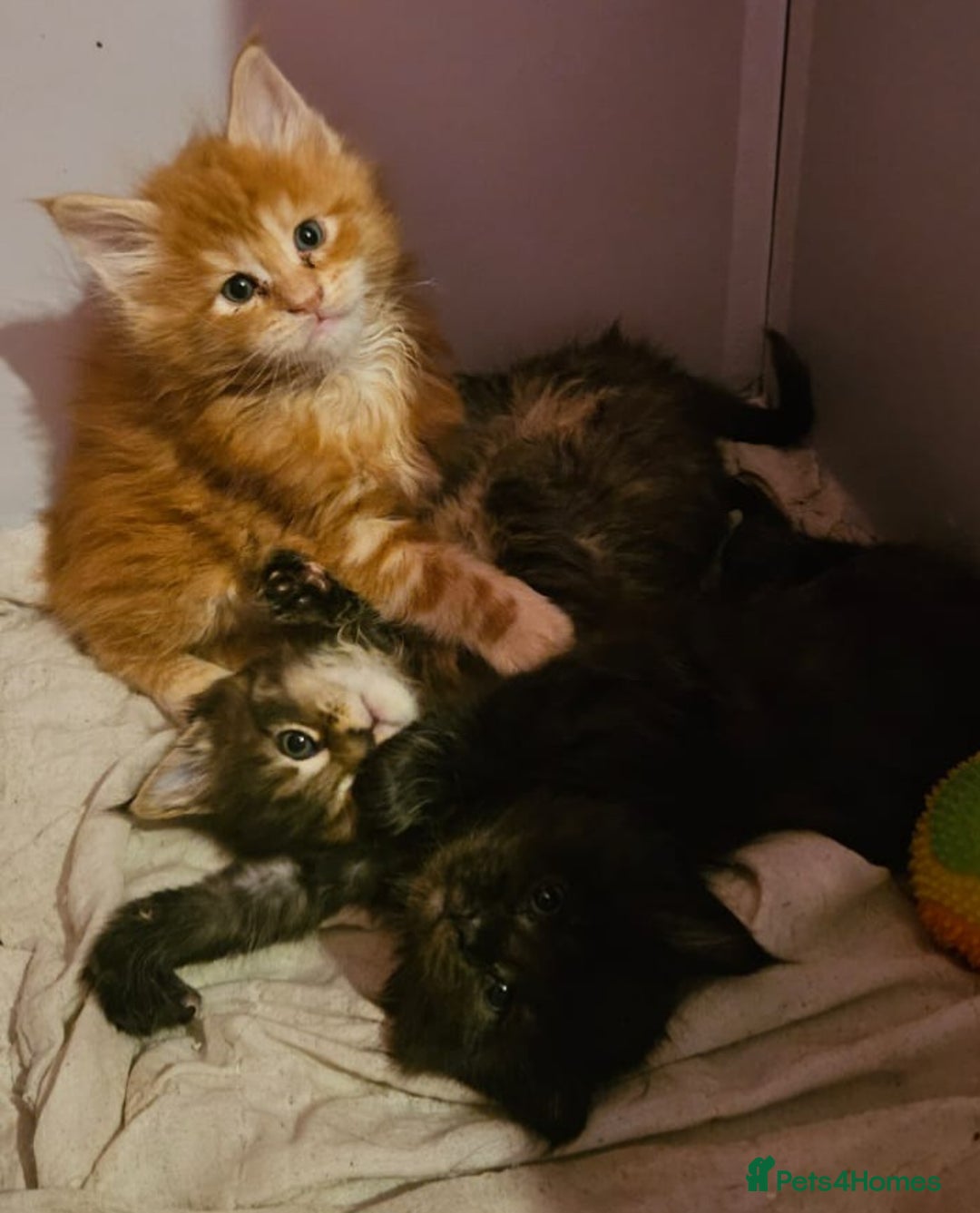 Maine Coon cats for sale: Russian /xxl maine coon - Advert 16