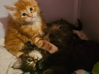 Maine Coon cats Russian /xxl maine coon - Advert 6