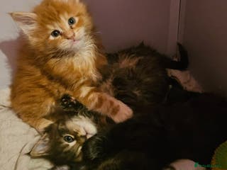 Maine Coon cats Russian /xxl maine coon - Advert 4