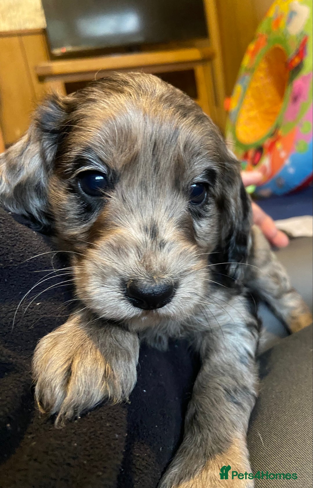 Cockapoo dogs for sale: Beautiful Blue Merle babies  - Advert 3