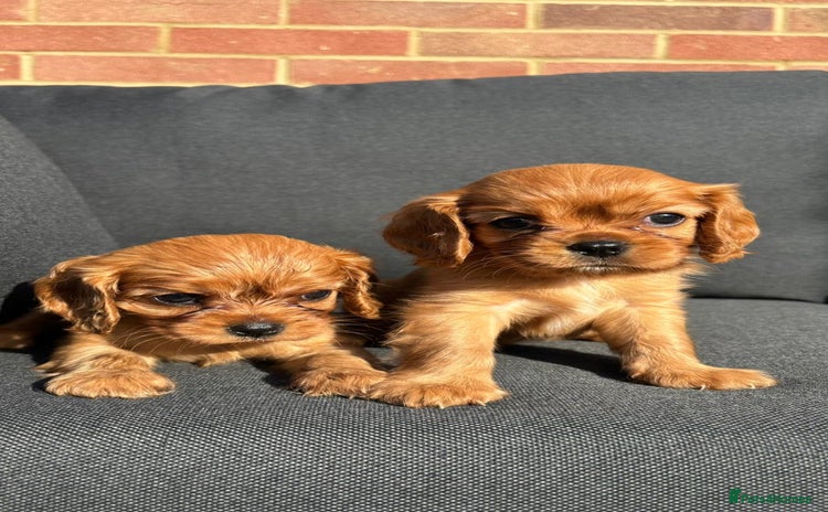 Cavalier King Charles Spaniel dogs - Advert 12