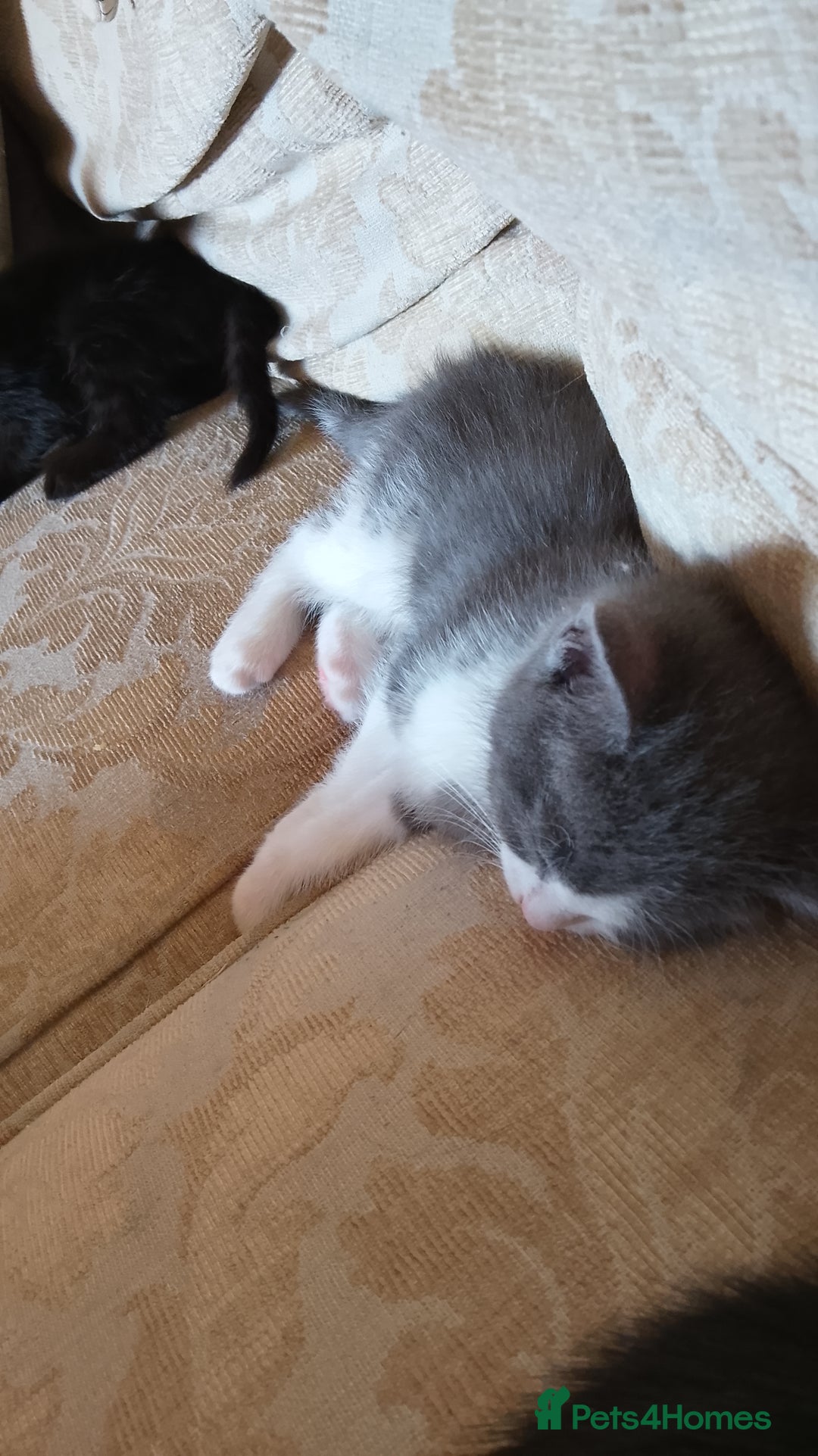 Mixed Breed cats for sale: 4 kittens  - Image 6