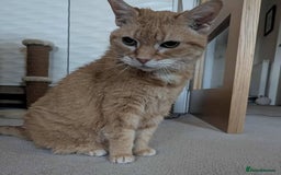 Mixed Breed cats for adoption: Meet Lucy & Lily – Looking for a Retirement Home - Image 1