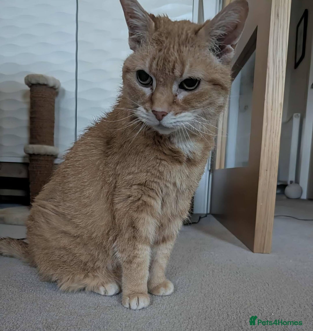 Mixed Breed cats for adoption: Meet Lucy & Lily – Looking for a Retirement Home - Image 1