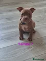 American Bully Puppy 11