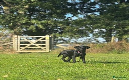 Labrador Retriever dogs for sale: Beautiful Trained Labrador - Image 7