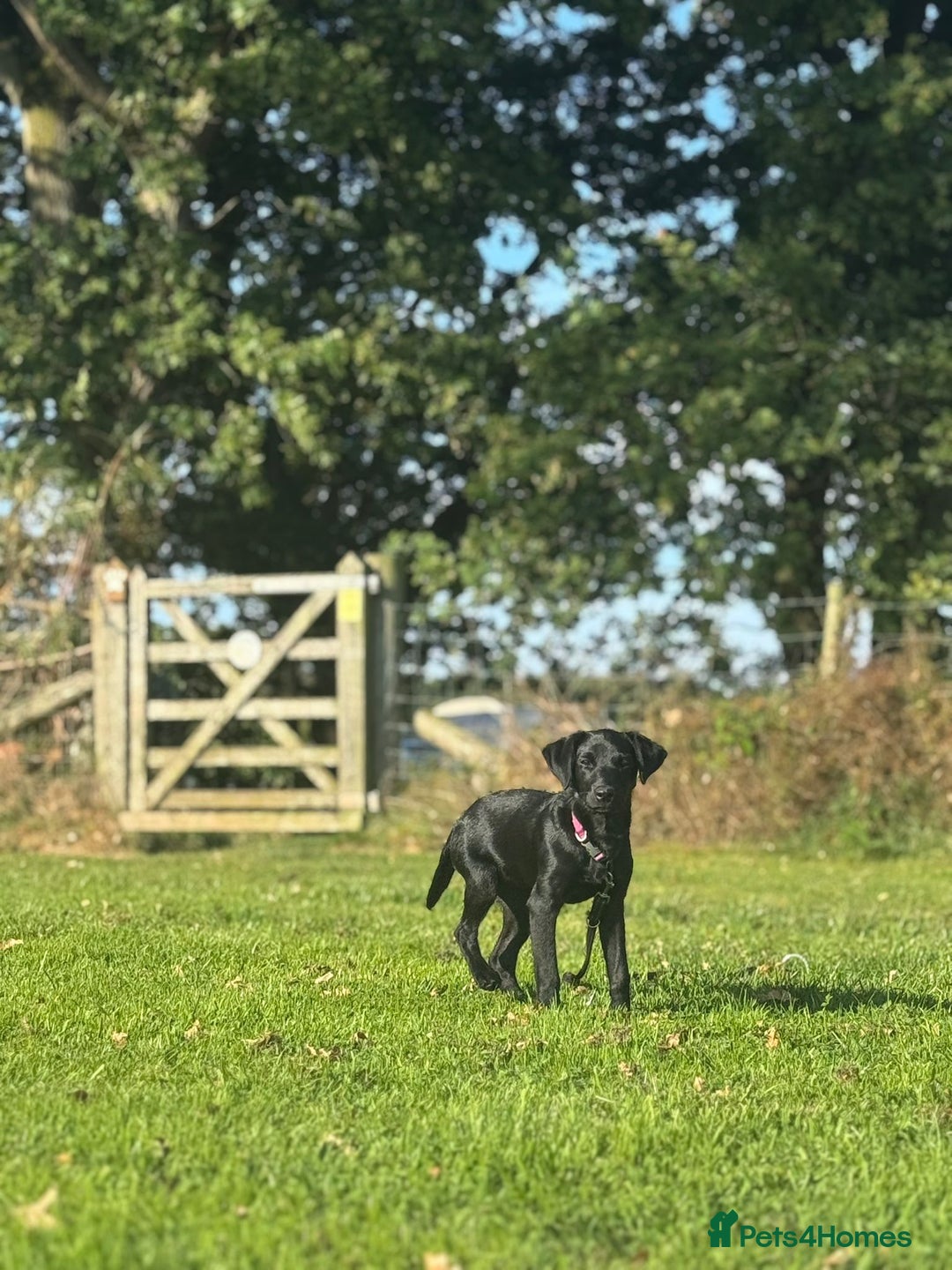 Labrador Retriever dogs for sale: Beautiful Trained Labrador - Image 7