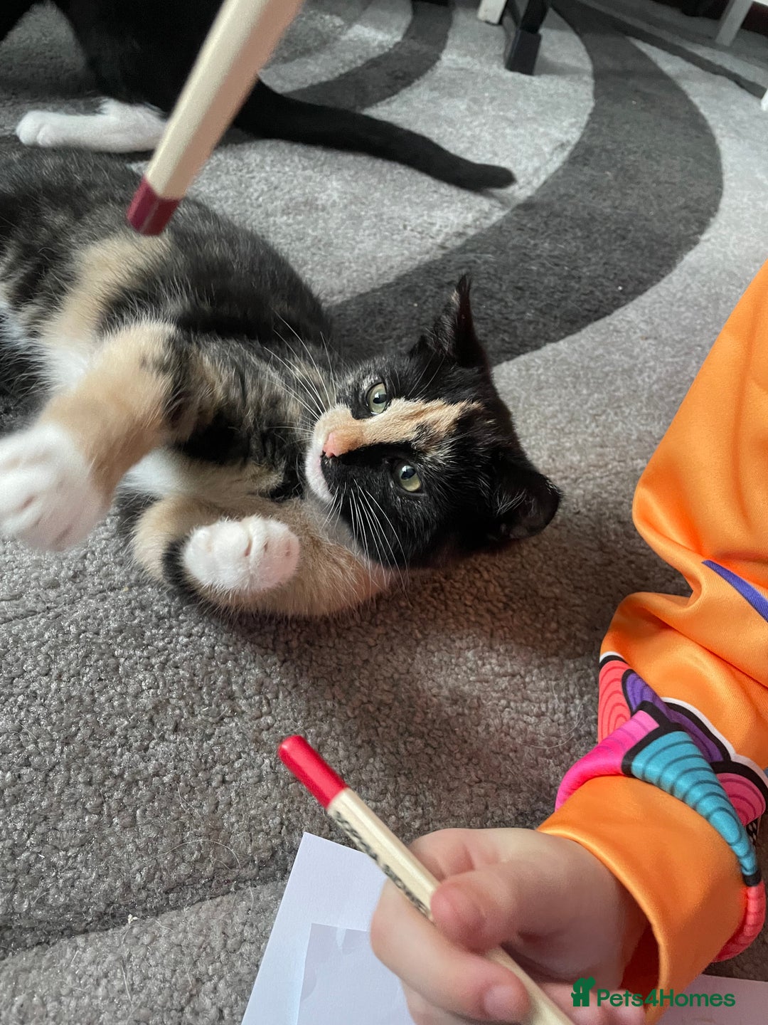 Mixed Breed cats for sale: Two mixed breed kittens - Advert 3