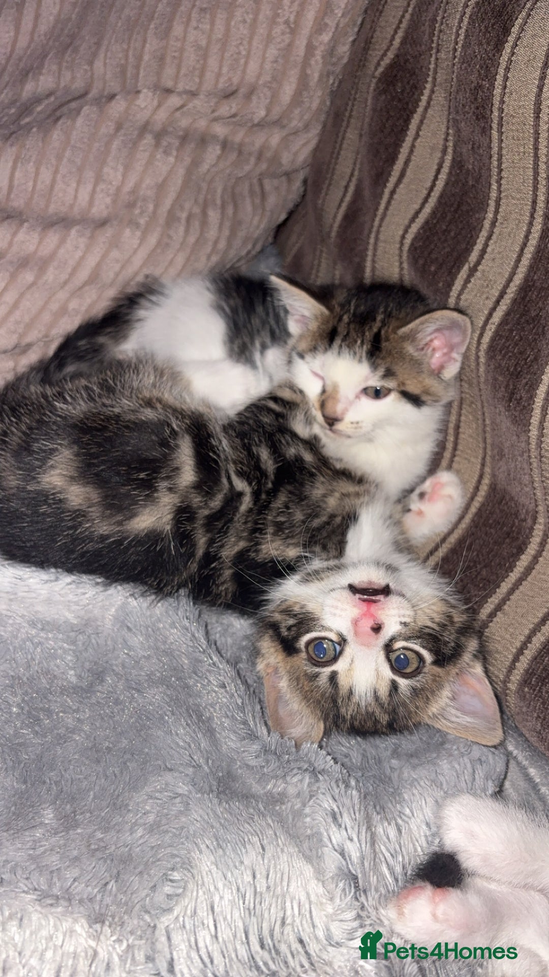 Mixed Breed cats for sale: Kittens for sale :) - Advert 9