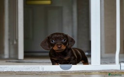 Miniature Dachshund dogs for sale: Miniature Smooth-Haired Dachshunds  - Image 3