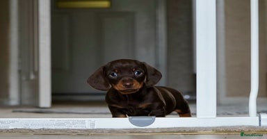 Miniature Dachshund dogs - Advert 2