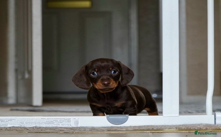 Miniature Dachshund dogs - Advert 2