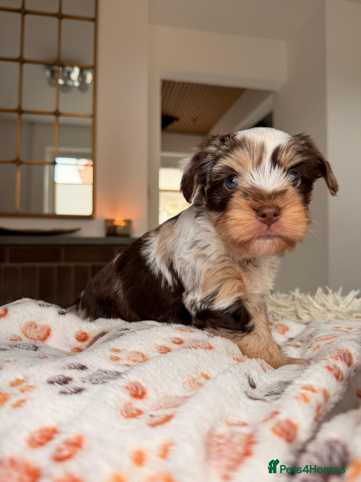 Yorkshire Terrier dogs Biewer Yorkshire Terrier | 5⭐ Licensed | DNA - Advert 5