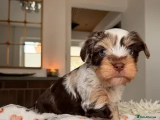 Yorkshire Terrier dogs Biewer Yorkshire Terrier | 5⭐ Licensed | DNA - Advert 5