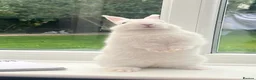 Netherland Dwarf rabbits for sale: FEMALE READY TO GO TODAY - Advert 4