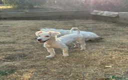 Coton De Tulear dogs for sale: Coton de tulear  in London - Image 4