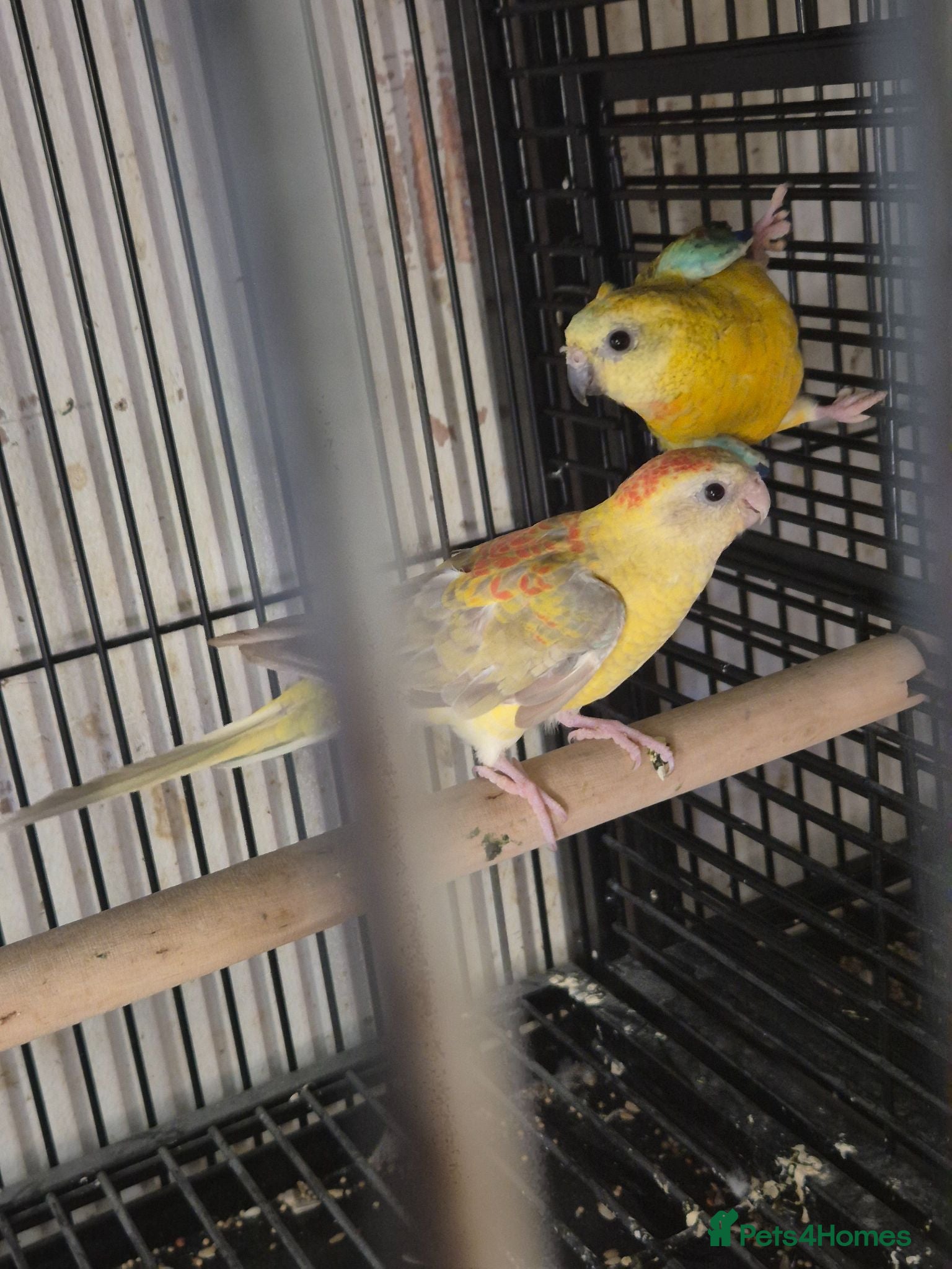 Parakeets birds Alsort cage n aviary birds  - Advert 1