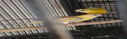 Parakeets birds for sale: Alsort cage n aviary birds  - Advert 1