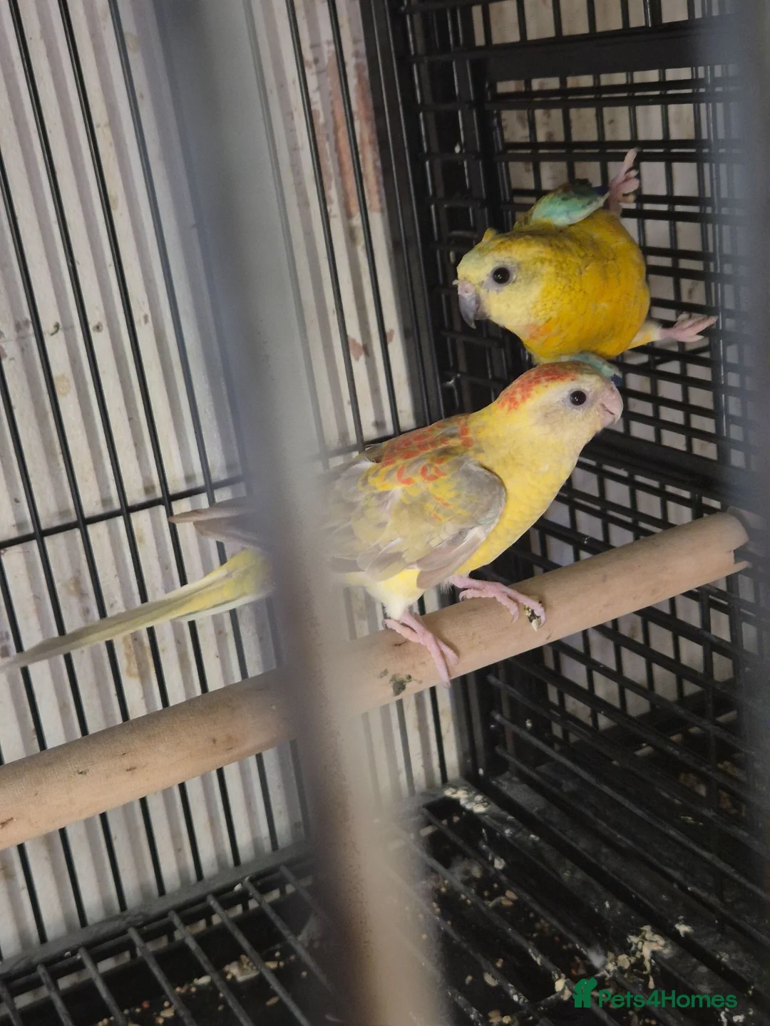 Parakeets birds for sale: Alsort cage n aviary birds  - Advert 1