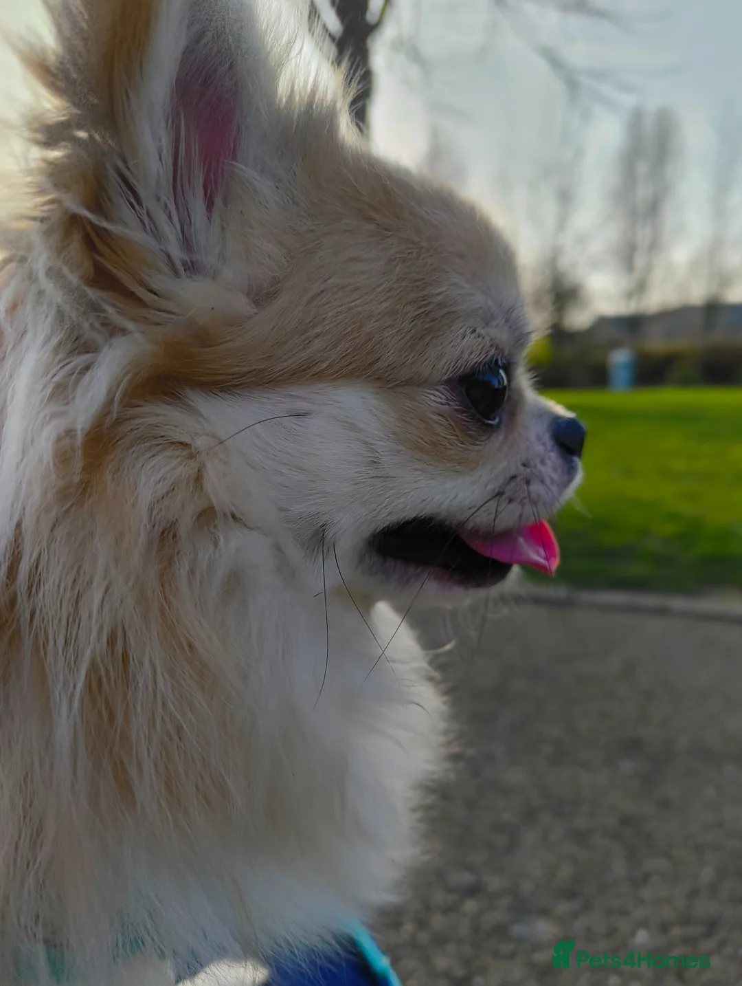 Chihuahua dogs for stud: Handsome Teddy , KC long haired for stud duties  in King's Lynn - Advert 2