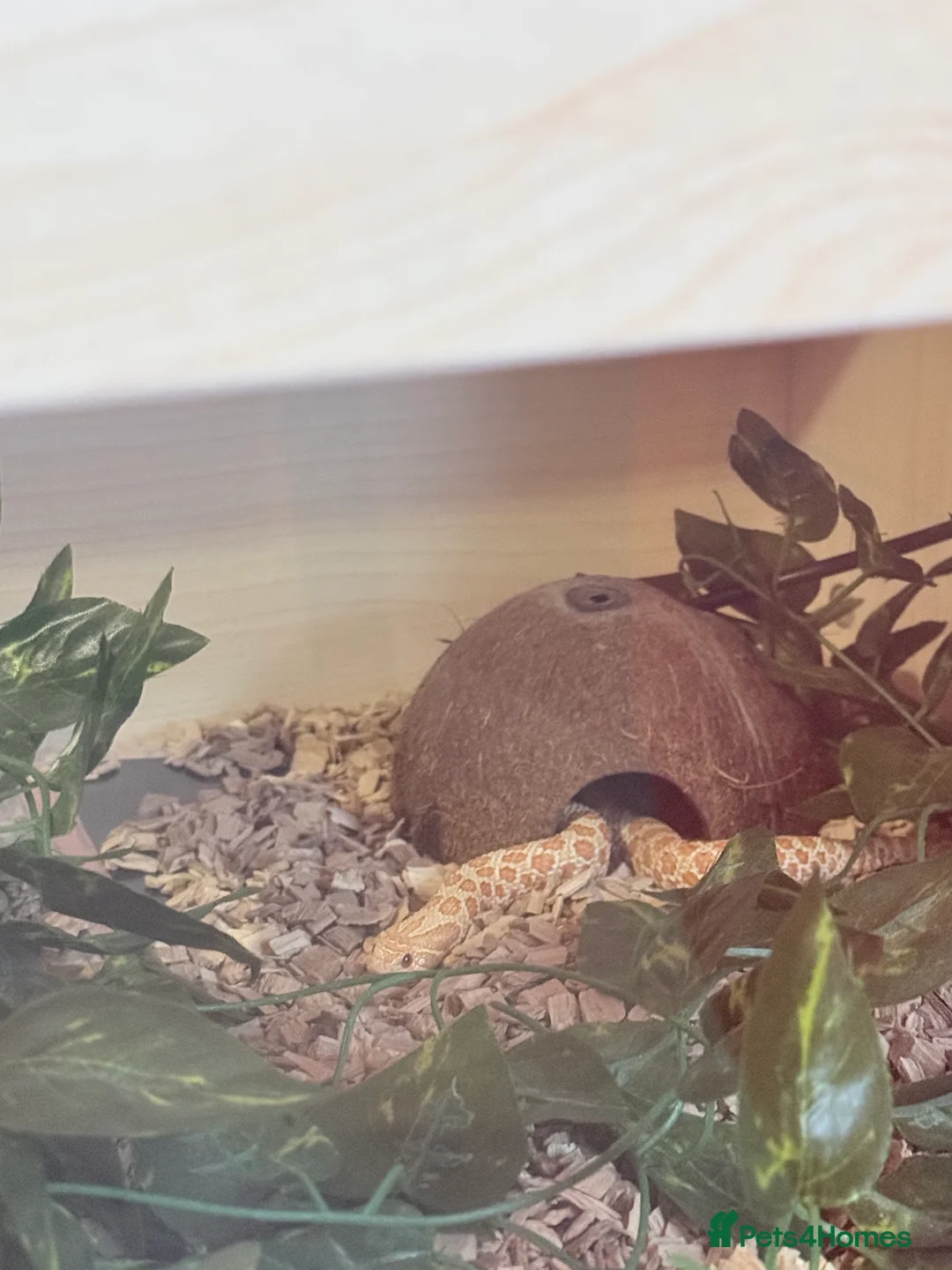 Snake reptiles for sale: Albino western hognose  - Advert 3