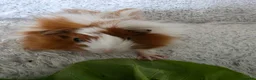 Guinea Pig rodents for sale: 2 boys rtl. - Advert 4