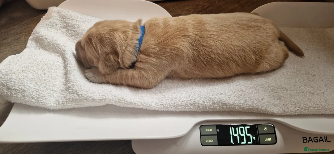 Golden Retriever dogs for sale: Golden Retriever puppies- 3 weeks old - Advert 27