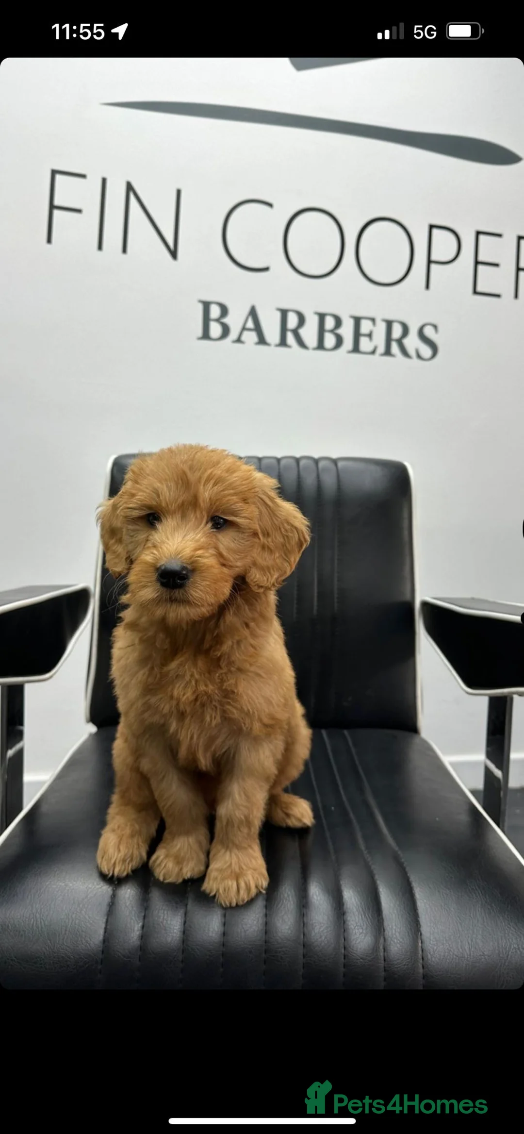 Goldendoodle dogs for stud: Gorgeous F1 Goldendoodle for Stud in Derby - Advert 21