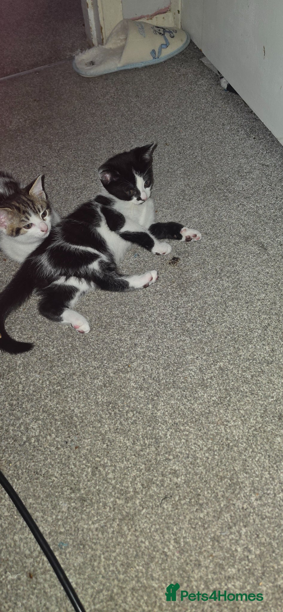 Domestic Shorthair cats Beautiful kitties looking for there forever home - Advert 1