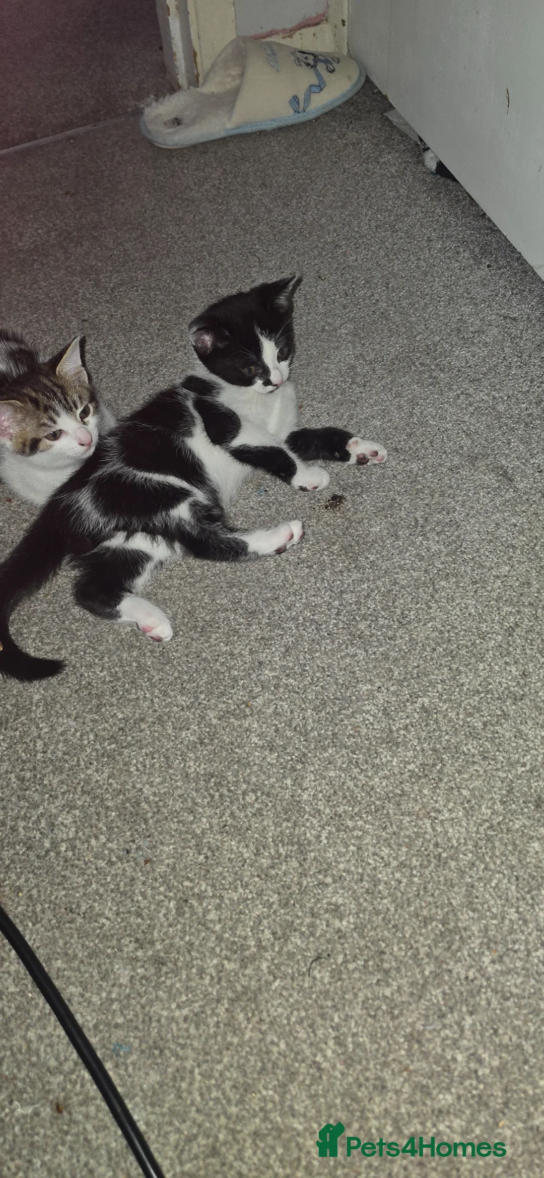 Domestic Shorthair cats for sale: Beautiful kitties looking for there forever home - Advert 1