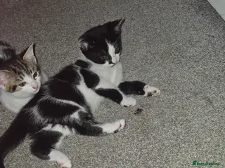 Domestic Shorthair cats Beautiful kitties looking for there forever home - Advert 1
