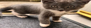 Domestic Shorthair 2