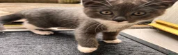 Domestic Shorthair cats for sale: 🐾 Gorgeous Kittens Ready for Loving Homes 🐾 - Advert 4