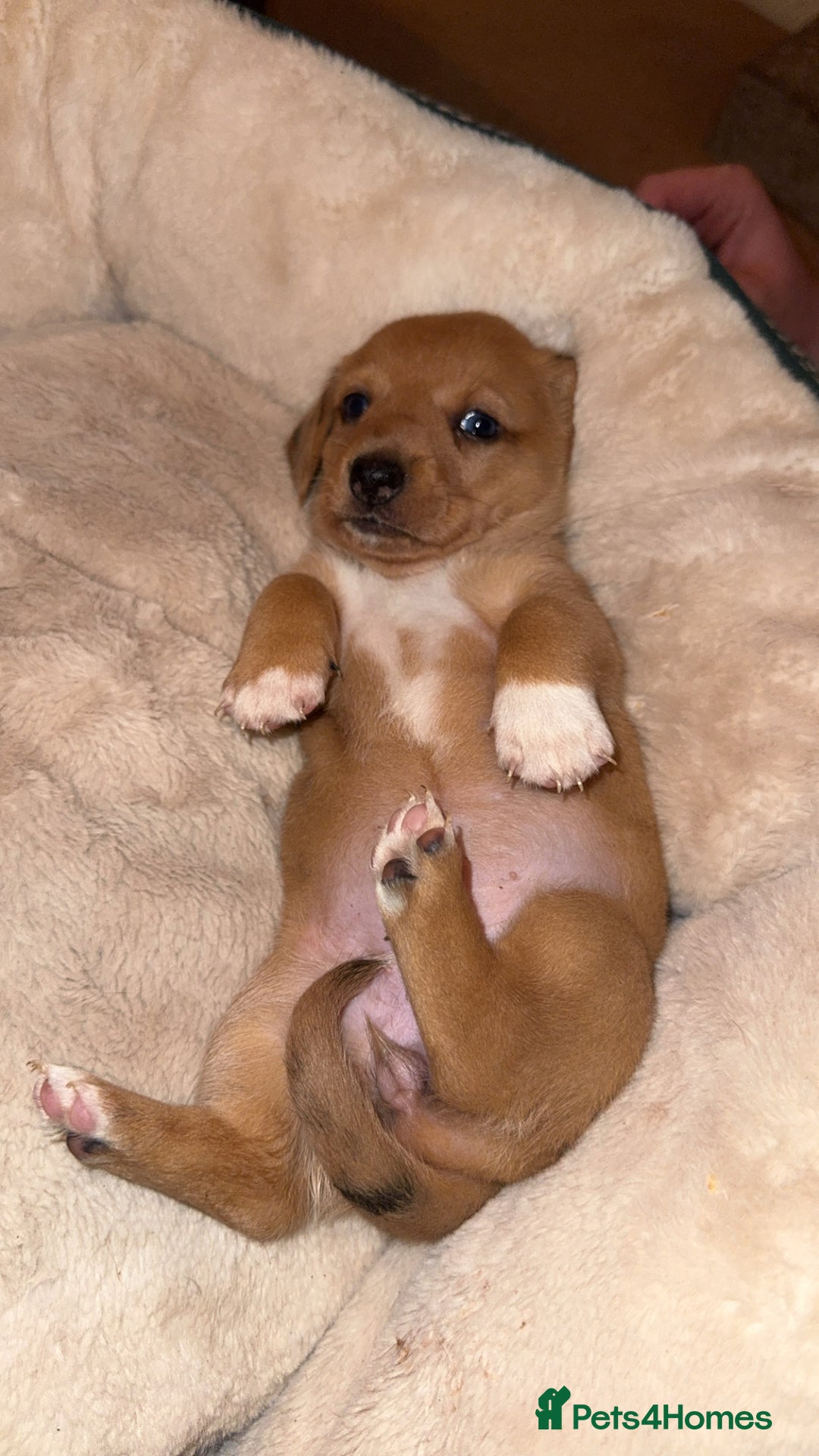 Mixed Breed dogs for sale: 💛Dorgi Puppies🤎 - Advert 1