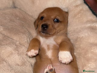 Mixed Breed dogs 💛Dorgi Puppies🤎 - Advert 15