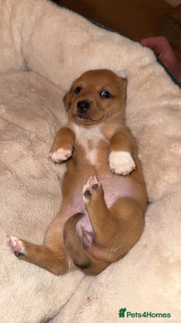 Mixed Breed dogs 💛Dorgi Puppies🤎 - Advert 15