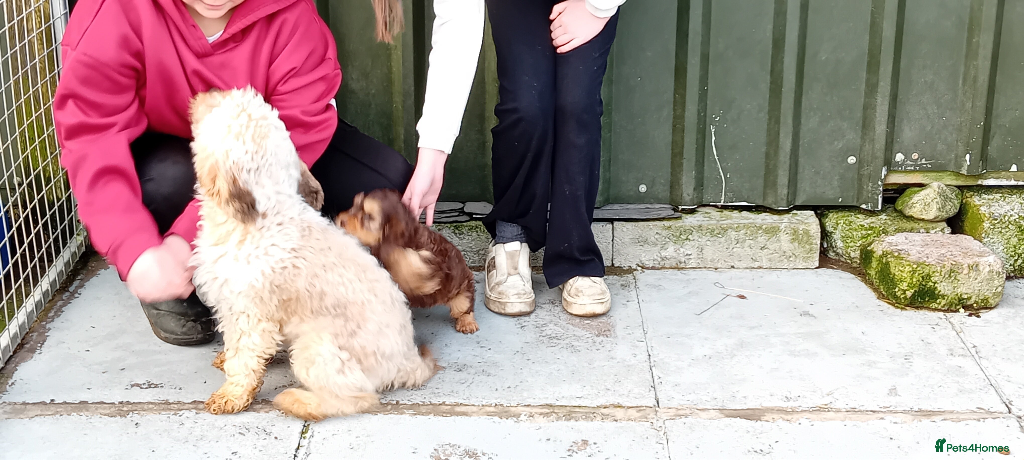 Cockapoo dogs Cockapoo pup - Advert 5