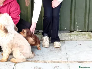 Cockapoo dogs Cockapoo pup - Advert 5