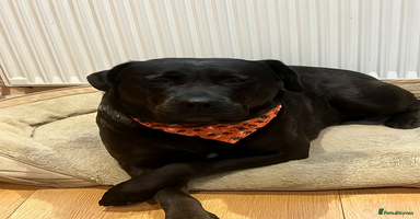 Mixed Breed dogs - Advert 4