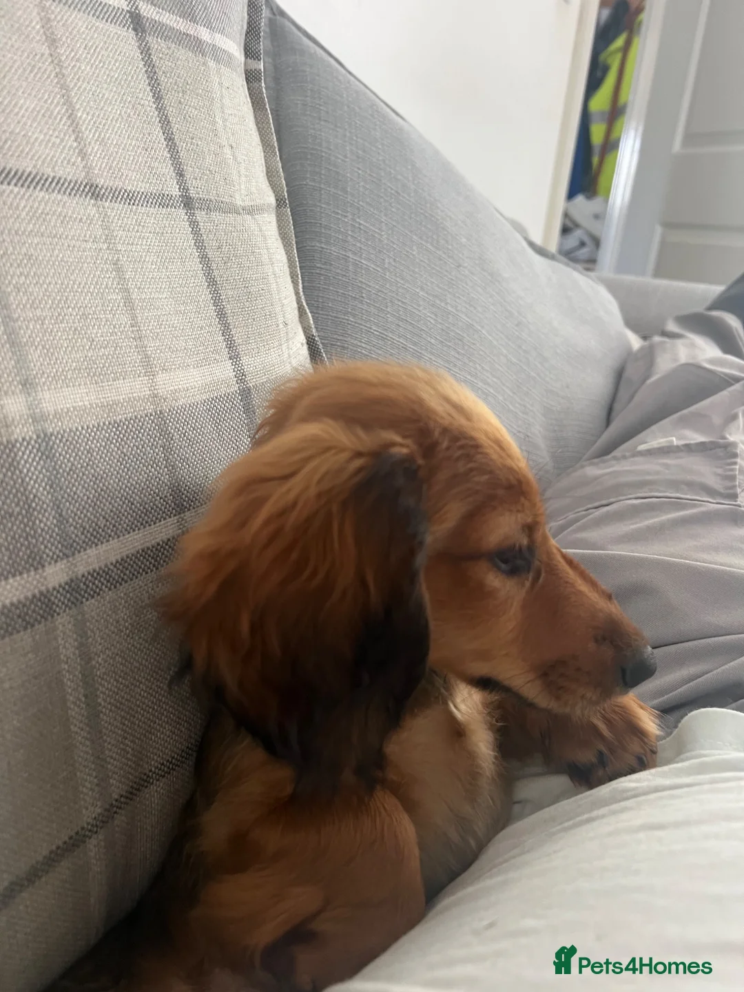 Miniature Dachshund dogs for sale: Ready now gorgeous mini long haired dachshund  - Advert 1