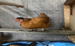 Chickens poultry for sale: 4 cross bantams hens  - Advert 2