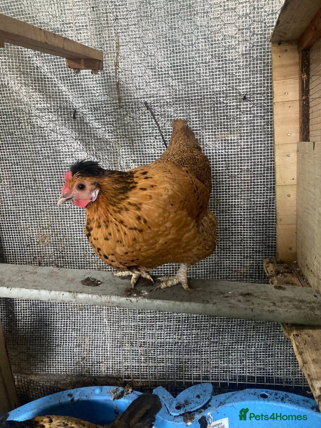 Chickens poultry for sale: 4 cross bantams hens  - Advert 2