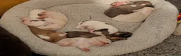 Mixed Breed dogs for sale: Adorable little bundles of joy!!  in Margate - Advert 25