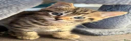 Bengal cats for sale: Beautiful kittens 🐈‍⬛  - Advert 24