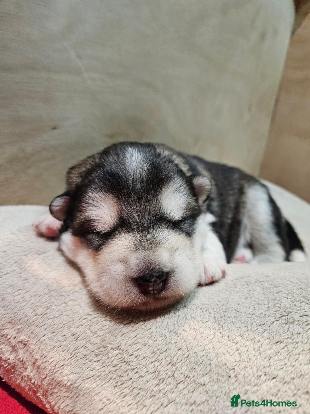 Alaskan Malamute dogs for sale: Litter B  - Advert 2