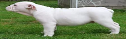 English Bulldog dogs for sale: KC Registered English Bulldog Puppies 🐾 - Advert 7