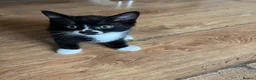 Mixed Breed cats for sale: Cute and playful  - Advert 9