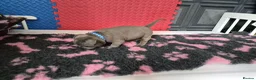 Staffordshire Bull Terrier dogs for sale: Staffordshire bull terrier pups in Leeds - Advert 21