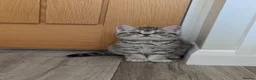 British Shorthair cats for sale: British Shorthair kittens in Derby - Advert 9