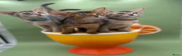 Abyssinian cats for sale: Three Abyssinian sisters looking for a new home - Advert 1